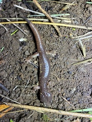 Aneides lugubris
