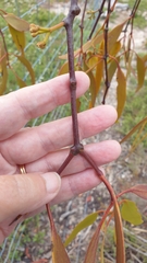 Amyema miquelii