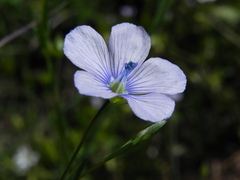 Linum bienne