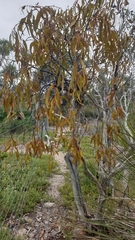 Amyema miquelii