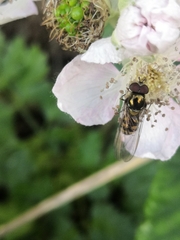 Meliscaeva auricollis