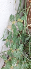 Euphorbia hirta