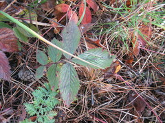 Potentilla fragarioides