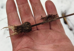 Cirsium heterophyllum