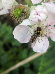 Meliscaeva auricollis