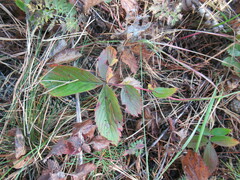 Potentilla fragarioides