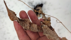 Cirsium heterophyllum