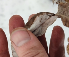 Cirsium heterophyllum