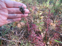 Dracocephalum ruyschiana