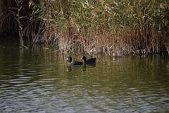 Fulica atra atra