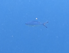 Caesio lunaris