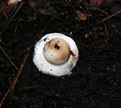 Geastrum triplex