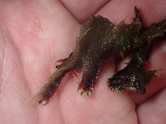 Marchantia macropora