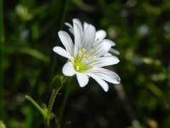 Cerastium ligusticum