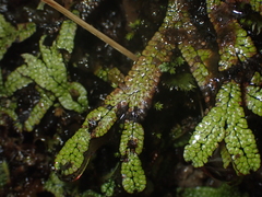 Marchantia macropora
