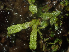 Marchantia macropora