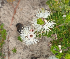 Kunzea pomifera
