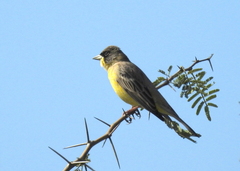 Emberiza melanocephala