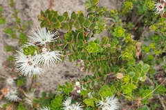 Kunzea pomifera