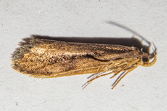 Atomotricha