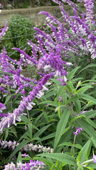 Salvia leucantha