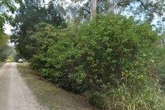 Senna pendula glabrata