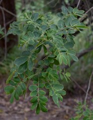 Senna pendula glabrata
