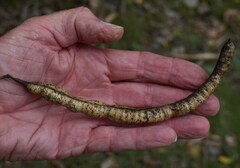 Senna pendula glabrata