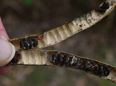 Senna pendula glabrata