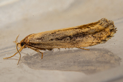 Atomotricha