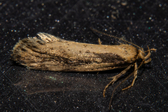 Atomotricha