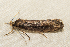 Atomotricha