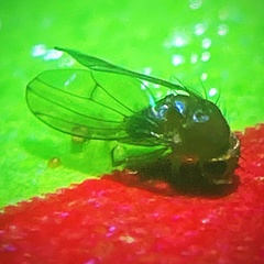 Drosophila tripunctata