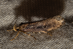 Atomotricha