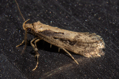Atomotricha