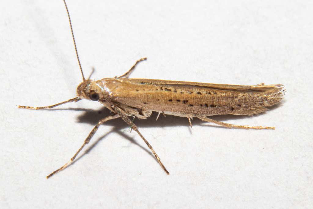 Caloptilia elaeas