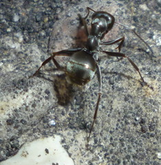 Formica subsericea