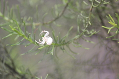 Zygometis xanthogaster