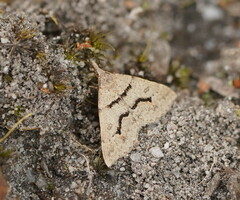 Dichromodes mesogonia