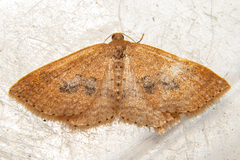 Epicyme rubropunctaria