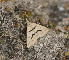 Dichromodes mesogonia