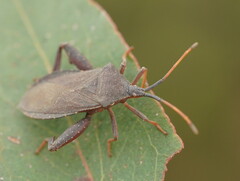 Amorbus rubiginosus