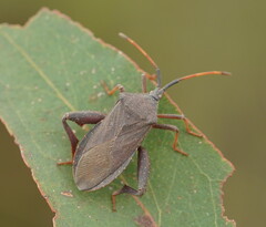 Amorbus rubiginosus