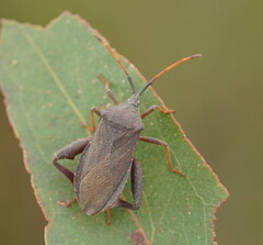 Amorbus rubiginosus