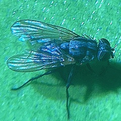 Anthomyia oculifera