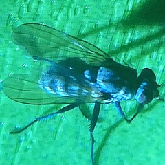 Anthomyia oculifera