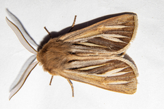 Ichneutica ceraunias