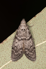 Heteromicta pachytera
