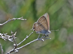 Theclinesthes onycha
