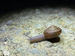 Helminthoglypta